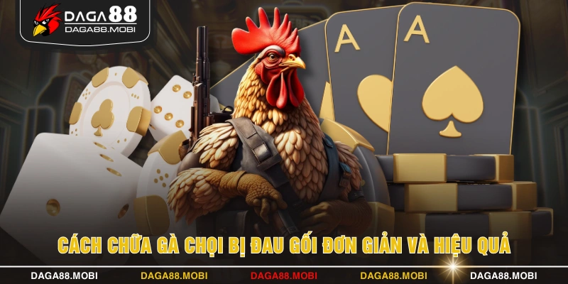 Cách chữa gà chọi bị đau gối đơn giản và hiệu quả