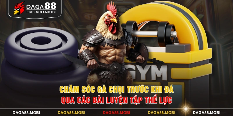 Chăm sóc gà chọi trước khi đá qua các bài luyện tập thể lực