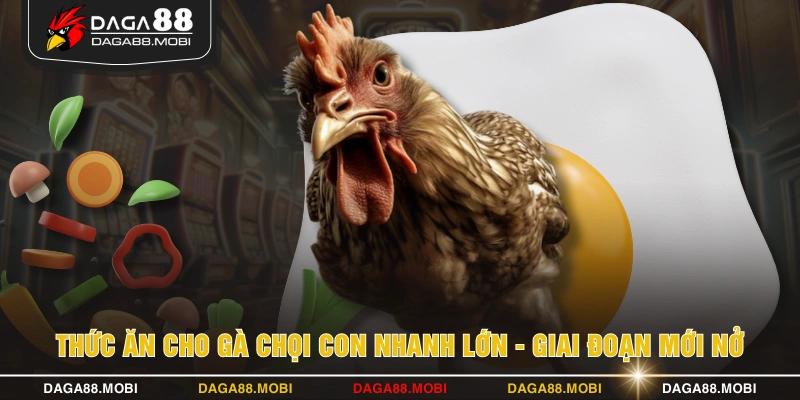 Thức ăn cho gà chọi con nhanh lớn - Giai đoạn mới nở