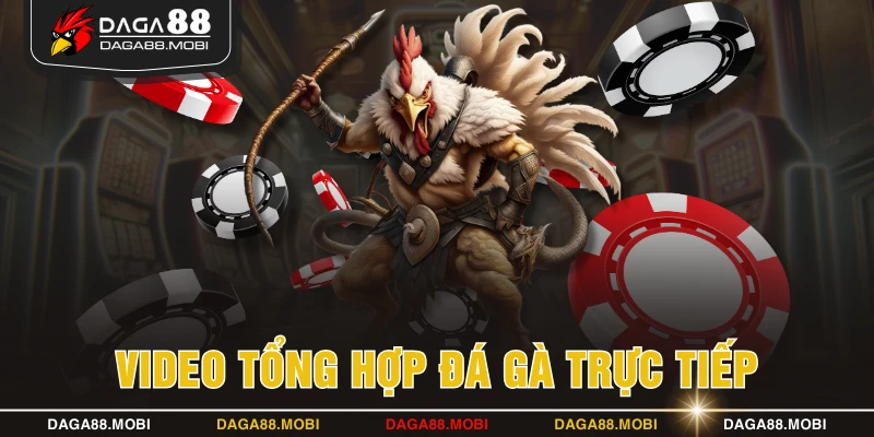 Video tổng hợp đá gà trực tiếp