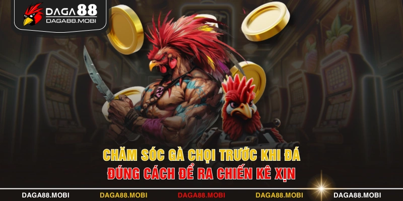 Chăm Sóc Gà Chọi Trước Khi Đá Đúng Cách Để Ra Chiến Kê Xịn